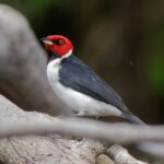 Zwartkeelkardinaal
Amatopo resort bij de Courantyne rivier