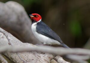 Zwartkeelkardinaal
Amatopo resort bij de Courantyne rivier