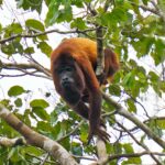 Brulapen
Anatopo resort, Suriname