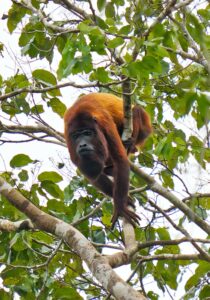 Brulapen
Anatopo resort, Suriname
